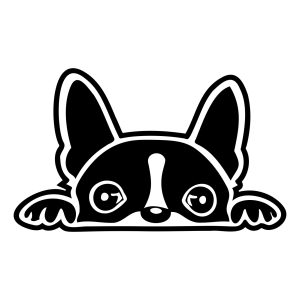 boston terrier dog