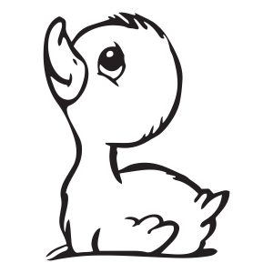 duck